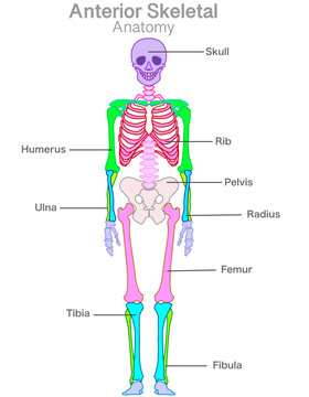 Skeletal anterior anatomy. Human front skeleton color parts structure. Head, arm, leg, shoulder, chest general bones names. Skull rib, humerus, pelvis, ulna, radius, femur, tibia, fibula. Draw vector