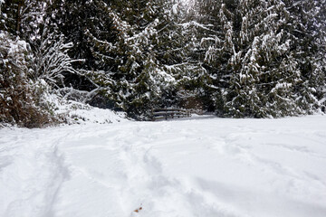 Pathway into the Snowy Forest