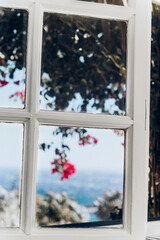Bougainvillea tree in Greece