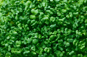 Close up broccoli sprouts, top view. Close up micro green superfood, vegan and healthy eating concept. Green leaves texture background. Closeup microgreen Foliage Background.