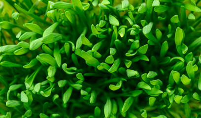 Wheat sprouts close up top view. Micro green superfood background. Grass top view.