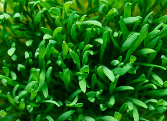 Closeup microgreen wheatgrass foliage background. Healthy lifestyle, vegan and healthy eating concept. Micro green superfood close up top view.