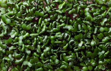 Close up cabbage red sprouts, top view. Close up micro green superfood, vegan and healthy eating concept. Green leaves texture background. Closeup microgreen Foliage Background.