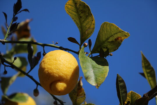 Big yellow Lemon, Sicily Italy
