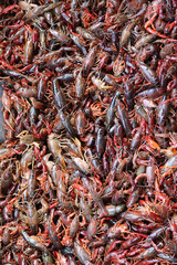 bunch of crawfish
