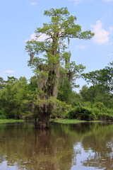 Cypress Spanish Moss