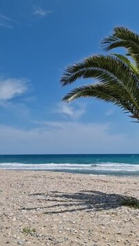 Palm trees on the Mediterranean coast in Spain. High quality FullHD footage