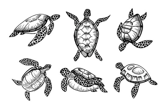Set of big sea turtle cartoon cute animal design ocean tortoise swimming in water. Outline, line art hand drawn sketch vector illustration isolated on white background