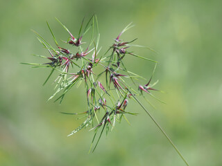 Bulbous meadow grass spike on a meadow, Poa bulbosa