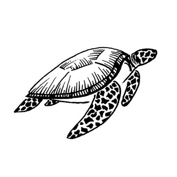 Set of big sea turtle cartoon cute animal design ocean tortoise swimming in water. Outline, line art hand drawn sketch vector illustration isolated on white background