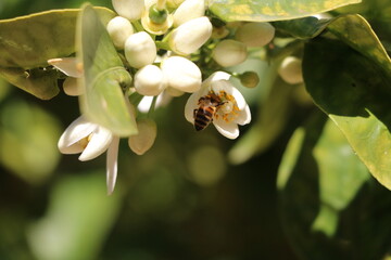 Bee at white flowers of Lemontree in Sicily Italy
