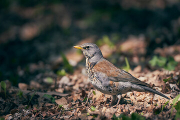 Fieldfare at the spring