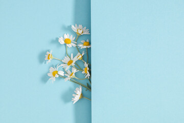 Flower creative composition with shadows. Flat lay top view of  chamomile flowers isolated on pastel blue background. White flowers daisy on blue table