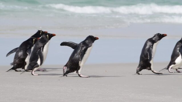 Rockhopper penguin in Falkland Islands