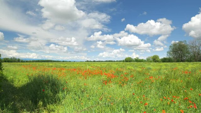 In May, in spring, an uncultivated field, with tall grass and many poppies moved by a light wind, blue sky and clouds. Real time video. Collegno, Italy.