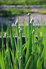 Czosnek dęty (Allium fistulosum) rosnący w drewnianych skrzyniach - obrazy, fototapety, plakaty