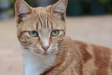 Striped orange tabby cat with light green eyes