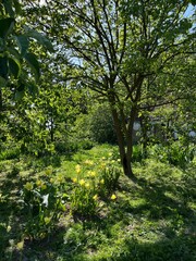 spring in the forest