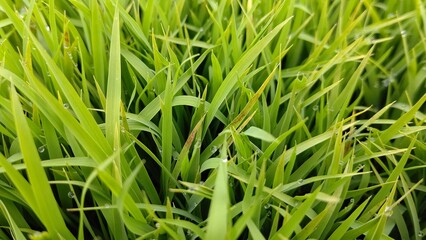 水稲の立ち枯れ症状