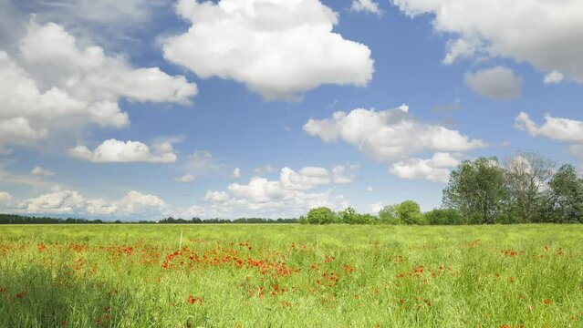 In May, in spring, an uncultivated field, with tall grass and many poppies moved by a light wind, blue sky and clouds. Time lapse pan video. Collegno, Italy.