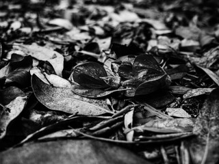 Leaves on the ground