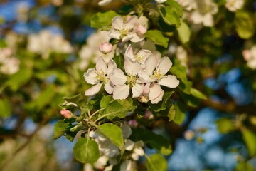Blooming apple tree