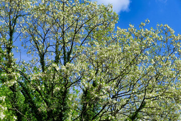 Acacia tree canopy full of fresh flower blooms glowing in the sunlight, set against a beautiful blue sky background
