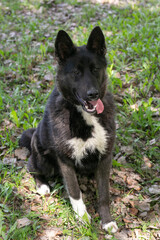 black dog full body photo on green grass background