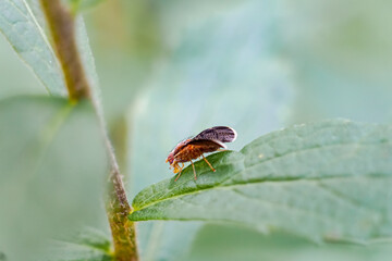 Fancy Red Fruit Fly Sits on Green Leaf in Macro Garden Photo with Complimentary Colors
