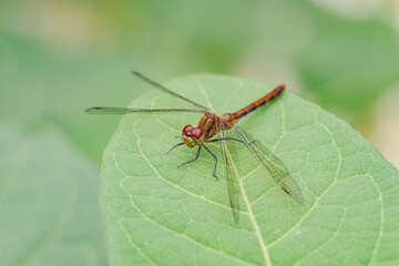 Fototapeta na wymiar Red Dragonfly Sits on Green Leaf in Macro Garden Photo with Complimentary Colors