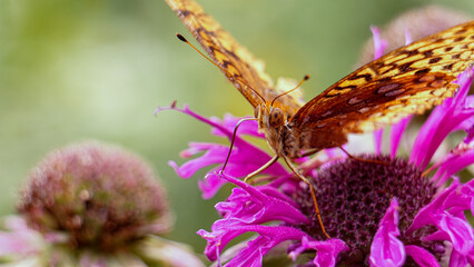 Orange and Brown Fritillary Butterfly Sits on Garden Flower in Macro Nature Photo