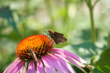 Fuzzy Brown Little Glassywing Butterfly Sits on Garden Flower in Macro Nature Photo