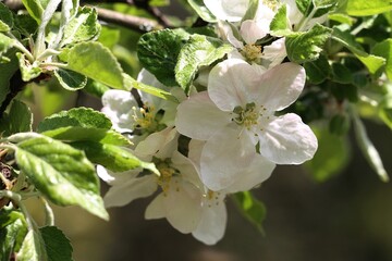 kwitnąca jabłoń, wiosna, makro - obrazy, fototapety, plakaty