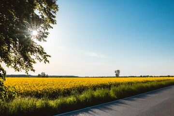 road in the countryside. Filed of rape. Trees and blue sky.