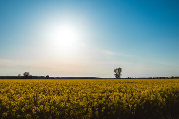 Field of yellow rape. Tree in the background.