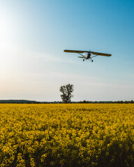 Plane flying over the rape field. Tree in the middle.