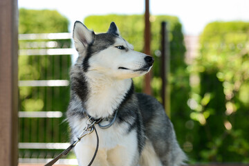 Cute Siberian Husky in the summer house