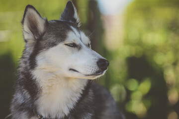 Cute Siberian Husky in the summer house