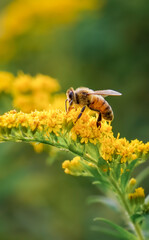 Honey Bee Pollinates Garden Goldenrod Flower in Macro Nature Photo