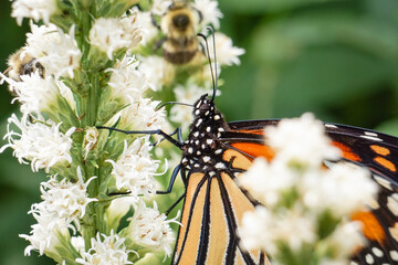 Fototapeta na wymiar Orange and Black Monarch Butterfly Pollinates Garden Flower in Macro Nature Photo