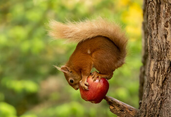 A cute and funny scottish red squirrel with fluffy tail balancing on and eating a juicy fresh red apple in the woodland