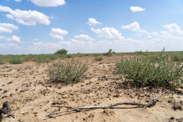 Blue sky over vast steppe desert flat with bush of salsola tragus grass