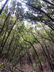 View of the trees on the Mount Umunhum trail in California