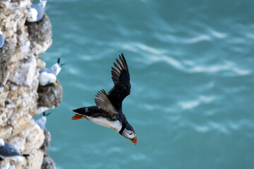 Arctic Puffins diving off the cliffs at Flamborough Head
