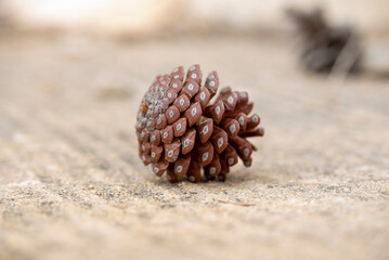 Pine cone on the sand, selective focus, shallow depth of field