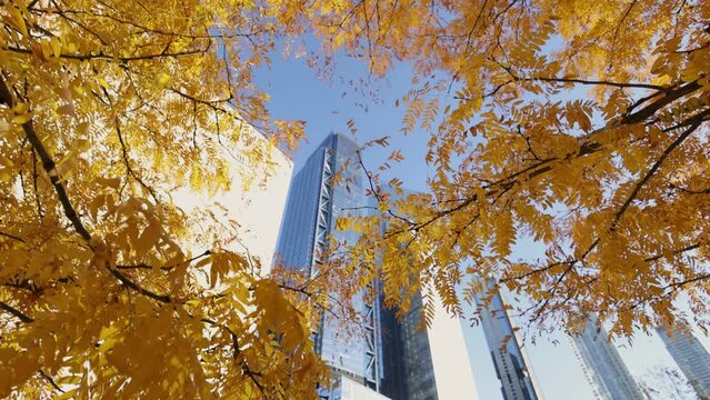 Autumn Majesty: Yellow Leaves and Urban Skyscrapers of New York
