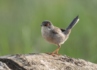 curruca cabecinegra