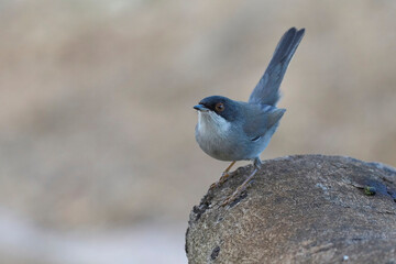 curruca cabecinegra
