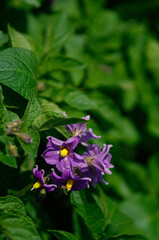 畑にも初夏が訪れた。澄み切った青空に向かって、力強く野菜たちがぐんぐん伸びていく。のびやかな菜園、穏やかな、平和な世界がここにはある。早起きして畑の清々しい空気を胸いっぱいに吸いながら野菜たちと会話する。「おい、今日も元気かい？ 元気に育ってね。美味しく美味しくなあれ」と。