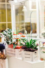 Collection of various home plants. Home gardening and greenery interior design with plants and hobby concept